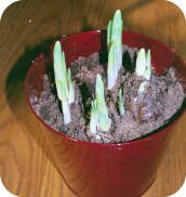 Paperwhites - week two