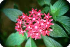 Pentas