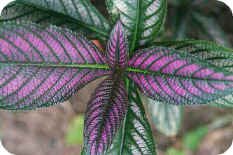 Strobilanthes