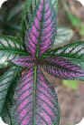 Strobilanthes Dyerianus