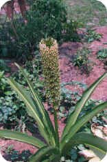 Pineapple Lily