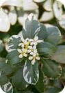 Pittosporum