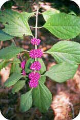 Beauty Berry