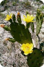 Prickly Pear Cactus