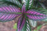 Persian Shield