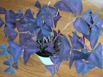 Purple Shamrock