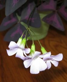 Purple Shamrock flower