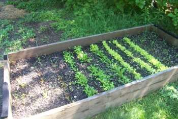 Raised Bed