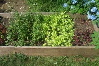 Raised bed with no weeds