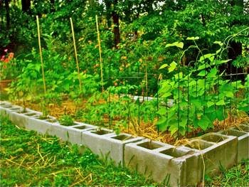 Raised Bed after 30 days