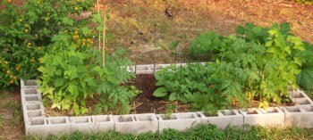 Raised Bed after six weeks