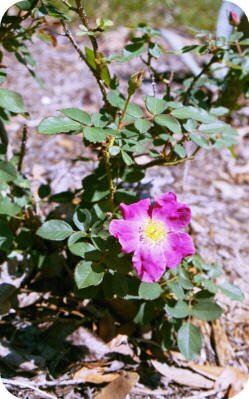 Rose Nearly Wild