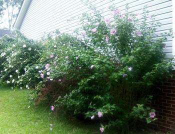 Rose of Sharon