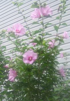 Rose of Sharon