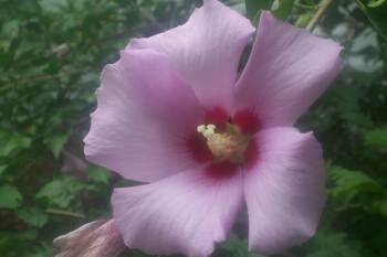 Rose of Sharon