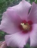 Rose of Sharon