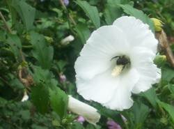 Rose of Sharon