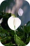 Spathiphyllum 'Mauna Loa'