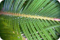 Sago Palm Leaf