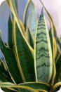 Sansevieria trifasciata 'Laurentii'