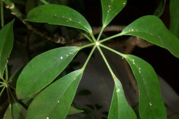 Scale on Schefflera