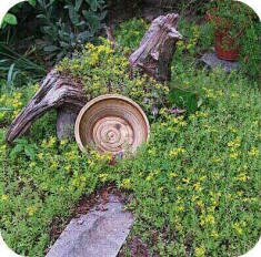 Sedum in Driftwood