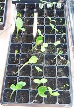 Seedlings