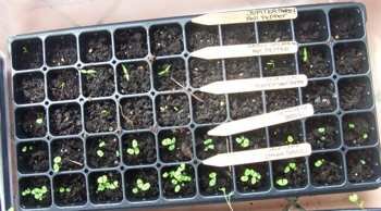 Seedlings