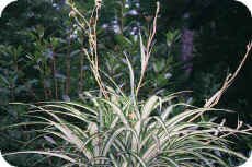 Spider Plant