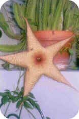 Starfish Flower