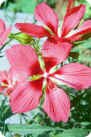 Hibiscus Coccineus