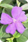 Tibouchina urvilleana