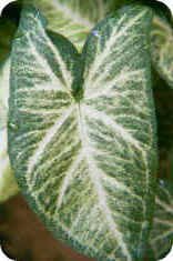 Syngonium