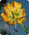 Turk's Cap Lily by Ed Utz