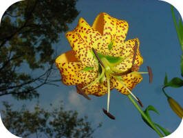 Turk's Cap Lily by Ed Utz