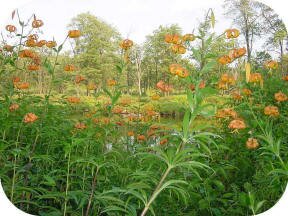 Turk's Cap Lily by Ed Utz