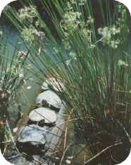 Turtles on Log