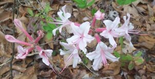 Swamp Lily