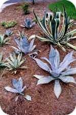 Agave