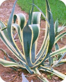 Agave