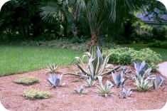 Agave