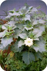 Angel Trumpet beginning to bloom