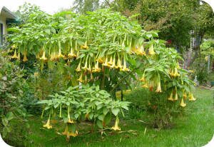 Bonnie's Angel Trumpet