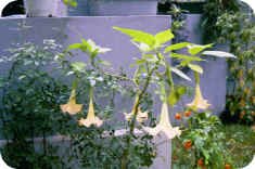 Angel Trumpet