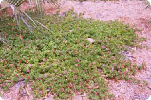 Aptenia cordifolia