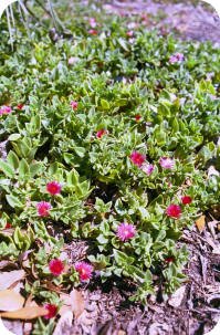 Aptenia cordifolia