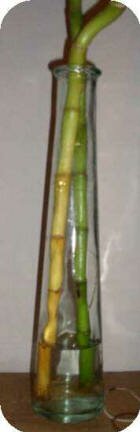 Lucky bamboo with yellow stalk submitted by Paul