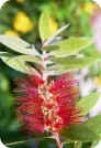 Callistemon