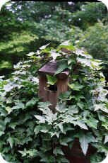 Bird House