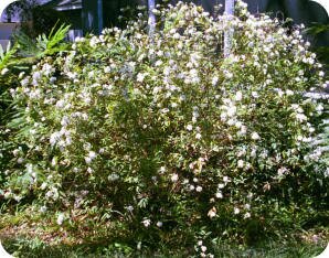 Bridal Wreath Spirea